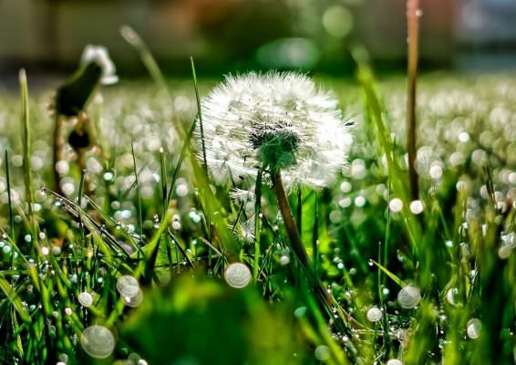 Սպասվում է առավելապես առանց տեղումների եղանակ