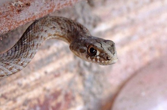 Իսակովի պողոտայում օձ է հայտնաբերվել