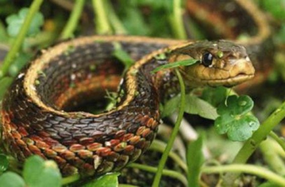 Տան բակում օձ է հայտնաբերվել