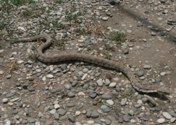 Հայտնաբերվել է օձ