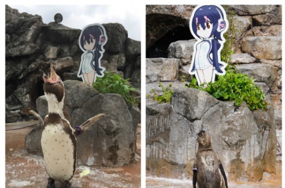 Ճապոնիայում սատկել է անիմե կերպարին սիրահարված «միայնակ» պինգվինը