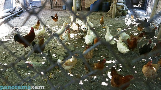 Լեհաստանից և Գերմանիայից թռչնի մսի ներմուծման արգելանքը վերացվել է