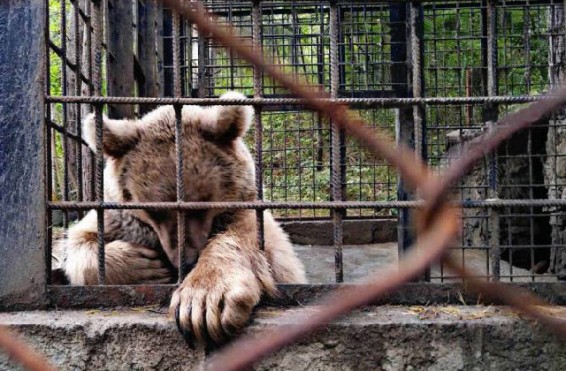 «Արջանոց» ռեստորանային համալիրի տարածքում պահվող 2 արջերը կտեղափոխվեն Կովկասյան կենսաբազմազանության ապաստարան