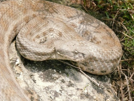 Հայտնաբերվել է գյուրզա տեսակի օձ
