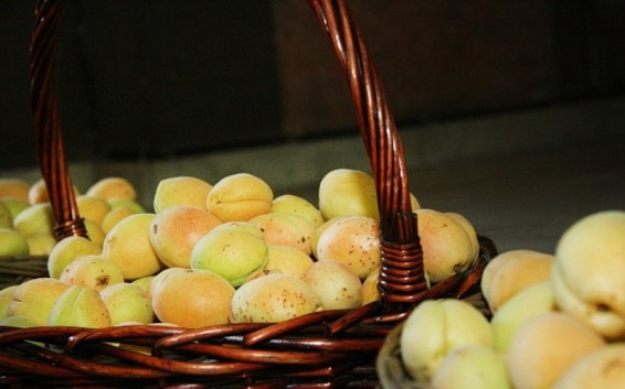 Հանրապետությունում սկսվել են ծիրանի մթերումները