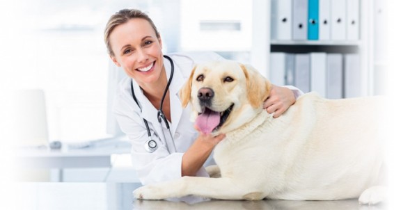 Video.  Բոլոր համայնքներն անասնաբույժ կունենան