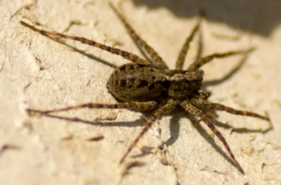 Ամերիկացին պատահաբար հրդեհել է տունը՝ փորձելով ազատվել սարդից