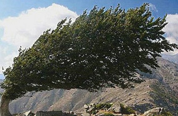 Երանոս գյուղում քամին վնաս է հասցրել