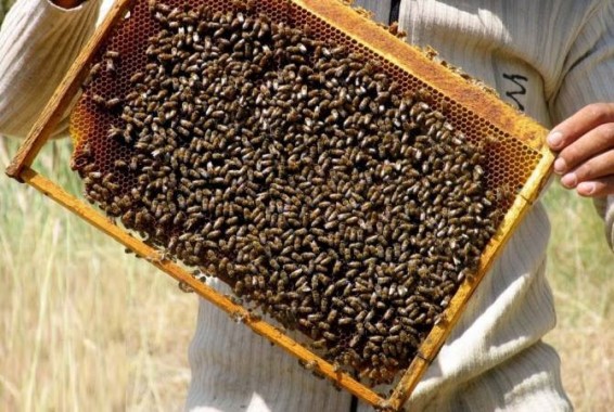 Կառավարությունը նոր արտոնություն տրամադրեց մեղվաբուծությամբ զբաղվող ընկերությանը