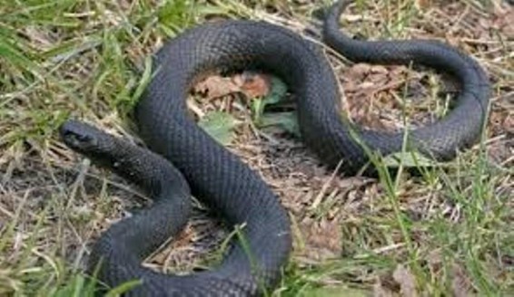 Օձը հայտնվել է դպրոցի միջանցքում