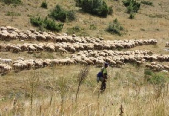 Տավուշում 37-ամյա քաղաքացին դուրս է եկել ոչխարների հետևից և այլևս չի վերադարձել