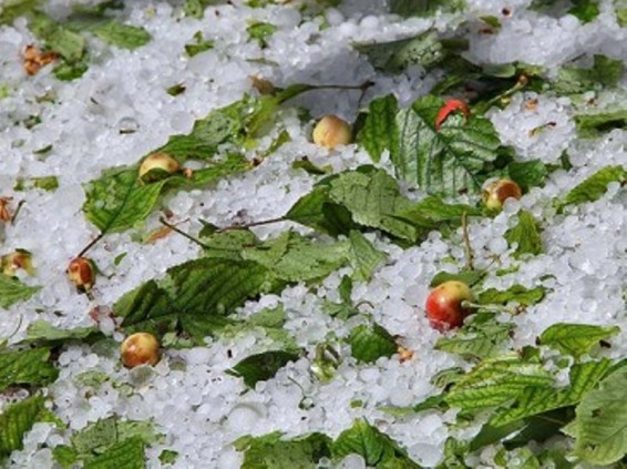 Գեղարքունիքի մարզում կարկուտից ցանքատարածություններ են վնասվել