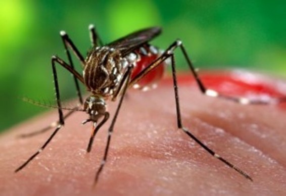 ԱՄՆ-ում առաջին անգամ Զիկա վիրուս ունեցող հիվանդ է մահացել