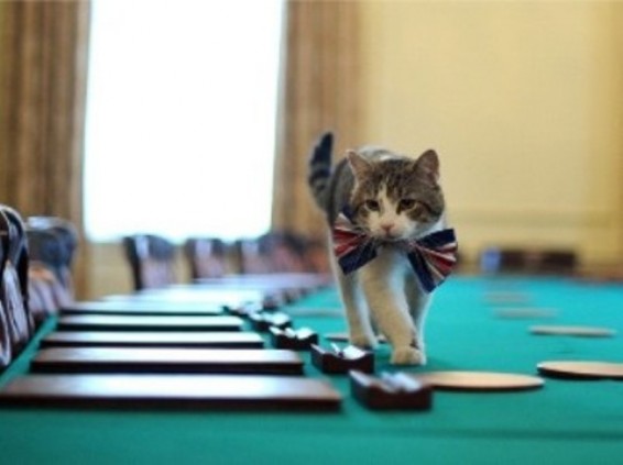 Դեւիդ Քեմերոնի հրաժարականից հետո Լարրի կատուն չի լքի Դաունինգ սթրիթ 10–ը