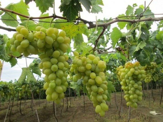 Ինչպես արագ վերականգնել խաղողի կարկտահարված այգիները. ՀՀ գյուղնախարարություն