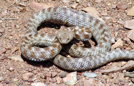 Մ.Մելքոնյանի անվան ռազմամարզական վարժարանի մոտակայքում գյուրզա օձ է հայտնաբերվել