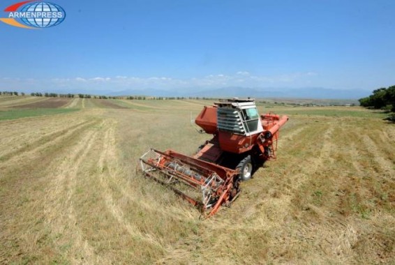 В Шираке идет сбор урожая