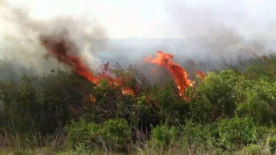 «Արևիկ» ազգային պարկի տարածքում հրդեհի չեզոքացման աշխատանքները վերսկսվել են