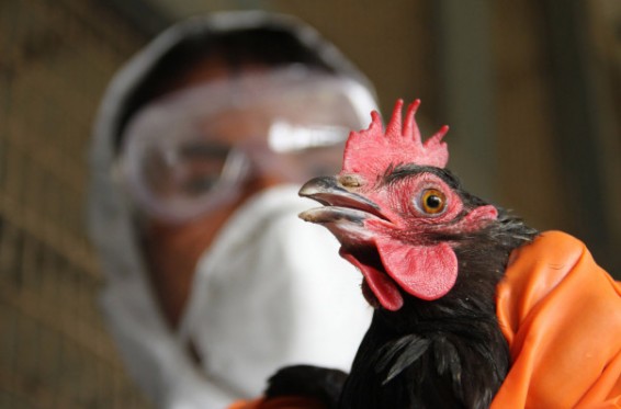 Չինաստանում թռչնի գրիպի H5N6 ենթատեսակով վարակման դեպք է գրանցվել