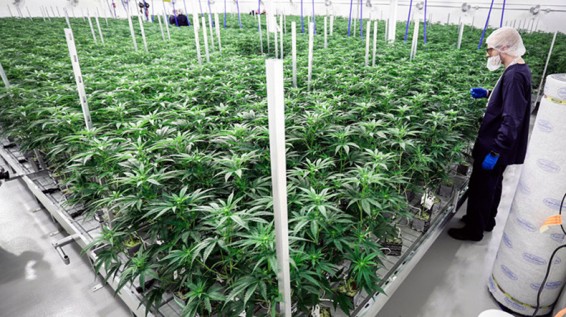 В Канаде начали легально продавать марихуану для получения удовольствия