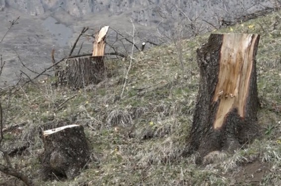 «Դիլիջան» ազգային պարկում ծառեր հատած քաղաքացին հայտնաբերվել է. Ոստիկանություն