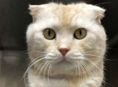 Թայվանի բնակչին տուգանել են կատվին փոստային ծառայությունով ուղարկելու համար