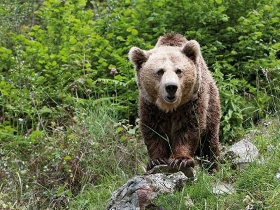 Մեծագույն արկածների ցուցակը գլխավորել է վայրի արջերին հետեւելը