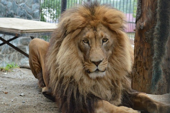 Անգլիայի կենդանաբանական այգիներից մեկում երեխաներին առաջարկել են առյուծից խլել մսի կտորը