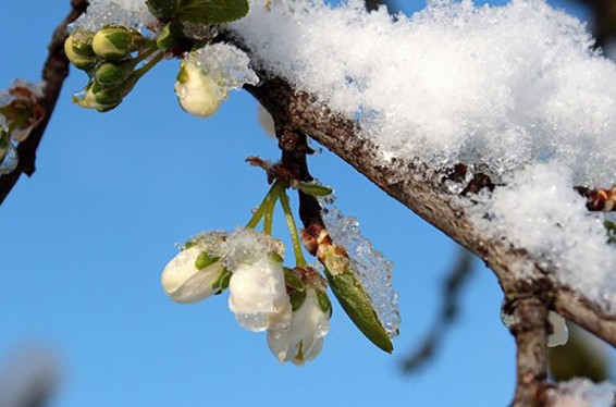 Օդի ջերմաստիճանը կնվազի 7-10 աստիճանով. ժամանակ առ ժամանակ սպասվում են տեղումներ, լեռնային և նախալեռնային շրջաններում՝ ձյուն ու բուք