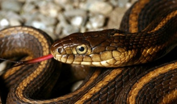 «Արմենիա» ԲԿ-ում տարեսկզբից օձի խայթոցի 9 դեպք է գրանցվել