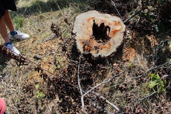 Թումանյանի ոստիկանները ապօրինի ծառահատումների դեպքեր են բացահայտել