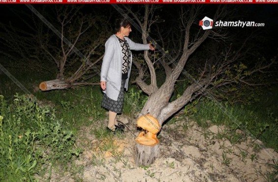 «Ես եմ մեղավոր, որ ծառերը տնկելու մոմենտին մի հատ վարչական գրեի ու մի 100 հազար դրամ տուգանեի, իրեն էլ ուղարկեի միլիցիա…». Գյուղապետ