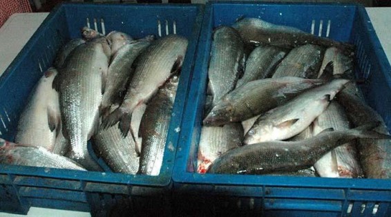 Հայաստանից Ռուսաստան տարված ձկներում մկնդեղի ավելցուկ են հայտնաբերել