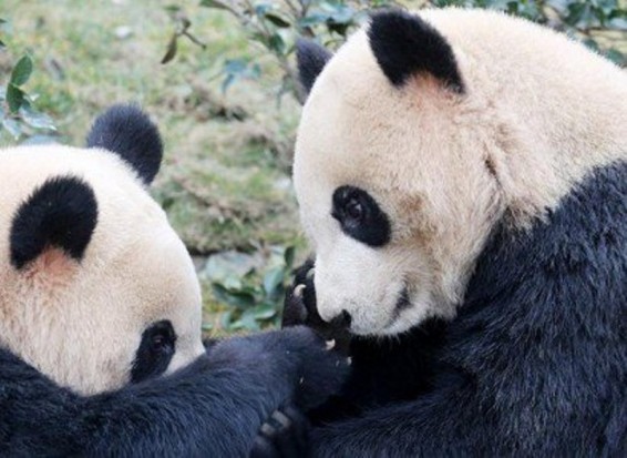 Չինաստանում ստեղծել են պանդաներին տարբերելու համակարգ