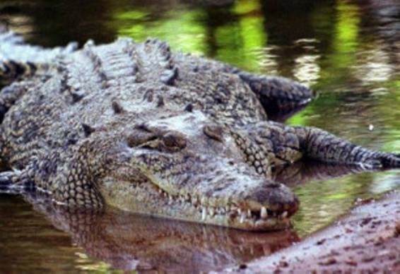 Ավստրալացին 3 օր անցկացրել է կղզում` փրկվելով կոկորդիլոսի հարձակումից