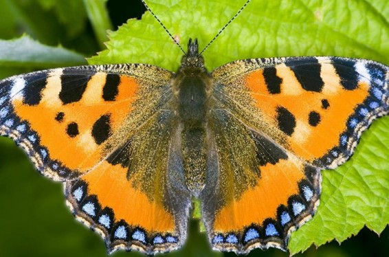 Բերդիմուհամեդովը կարգադրել է Աշխաբադը «մաքրել» թիթեռներից