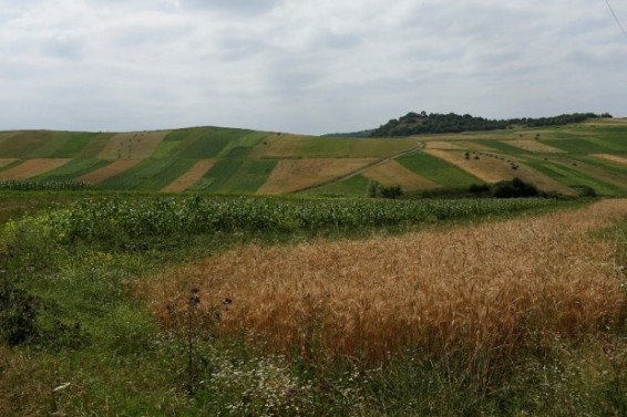 Հայաստանում ագրարային հողերի 45 տոկոսը չի օգտագործվում