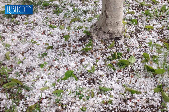 Նախարարը դեռ հստակ տվյալներ չունի՝ որքան է կարկուտը վնաս հասցրել