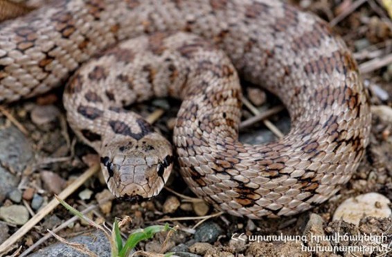 Հանրապետության տարբեր տարածքներում նկատված օձերի վերաբերյալ ահազանգեր են ստացվել