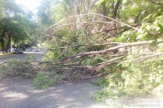 Երևանի Մալխասյանց փողոցում հաստաբուն ծառի ճյուղ է պոկվել, ընկել՝ միակողմանի փակելով այն