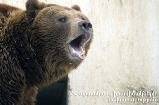 Արենի համայնքում արջը վնասել է 5 ճագարների