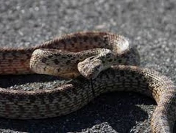 Փրկարարները մեկ օրում բռնել են 2 գյուրզա, 1 չպարզված տեսակի օձ