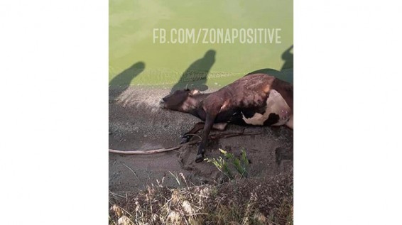 Գեորգի Ավետիսյան. Հայտնի է Մարտունիում անասունների անկման նախնական պատճառը