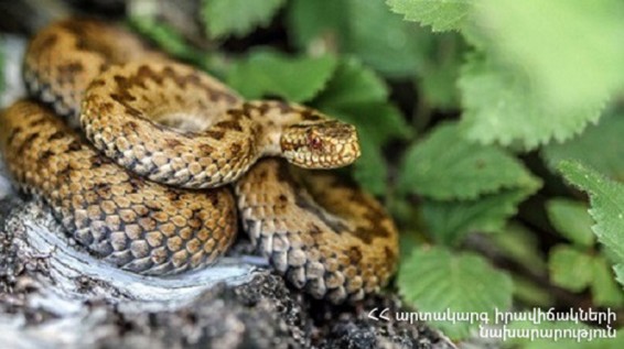 Փրկարարներն անվտանգ տարածք են տեղափոխել օձերին