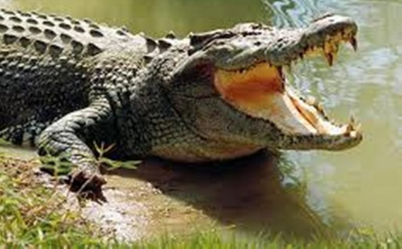 18-ամյա սպասումից հետո Թինա անունով ալիգատորը նոր տուն կունենա