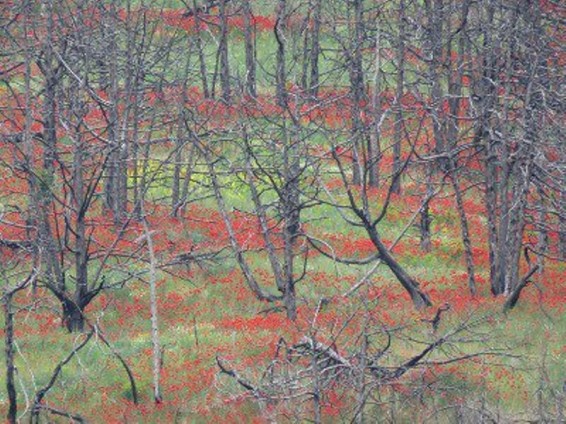 «Խոսրովի անտառ»-ի երկու տարի առաջ այրված հատվածը սկսել է ծաղկել