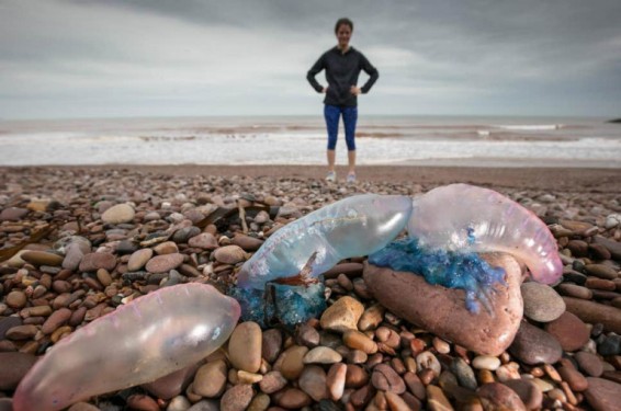 Կանարյան կղզիներում թունավոր մեդուզաների «հարձակման» հետևանքով զբոսաշրջիկներին արգելվել է լողափեր այցելել