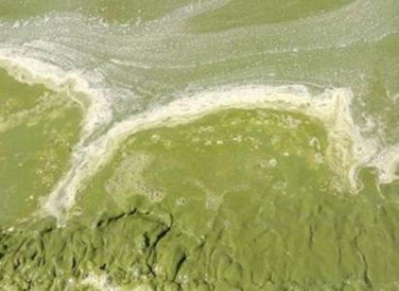 «Սուտ է, թե ջուրը կեղտոտ է». Սեւանի շրջակա տարածքների տերերը փակել են Սեւան-Գավառ ճանապարհը