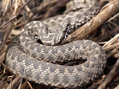 Փրկարարները մարզերում 1 շահմար, 1 սահնօձ, 1 չպարզված տեսակի օձ են տեղափոխել անվտանգ տարածք