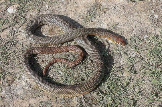 Փրկարարները բռնել են 2 սահնօձ տեսակի օձ և տեղափոխել անվտանգ տարածք